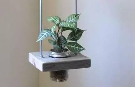 养花|除了花盆之外，这些东西也是绝佳的养花神器，你用过吗？