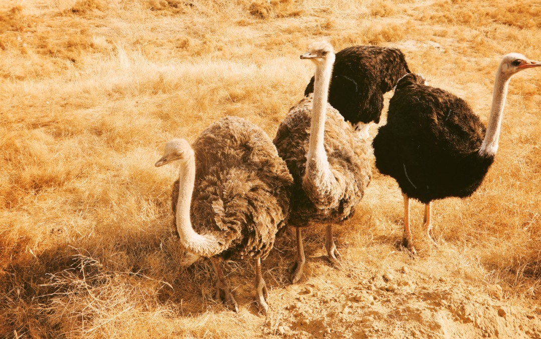 脚踏|一路银川,水洞沟遗址脚踏黄土来,机关四起藏兵洞