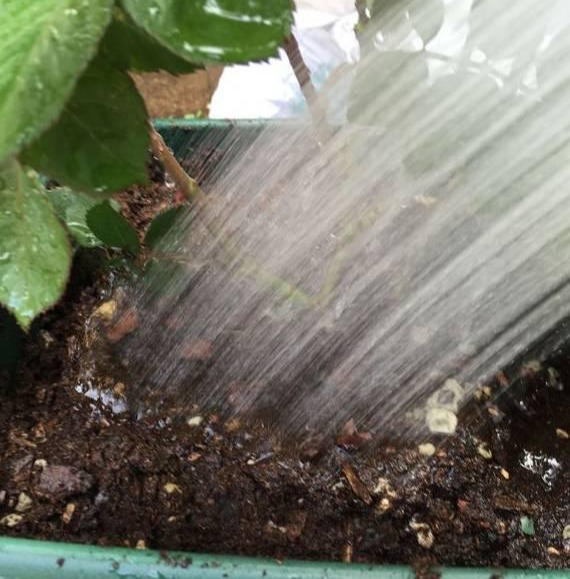 养花技巧花草换盆不懂这3点难怪换完盆就黄叶枯死