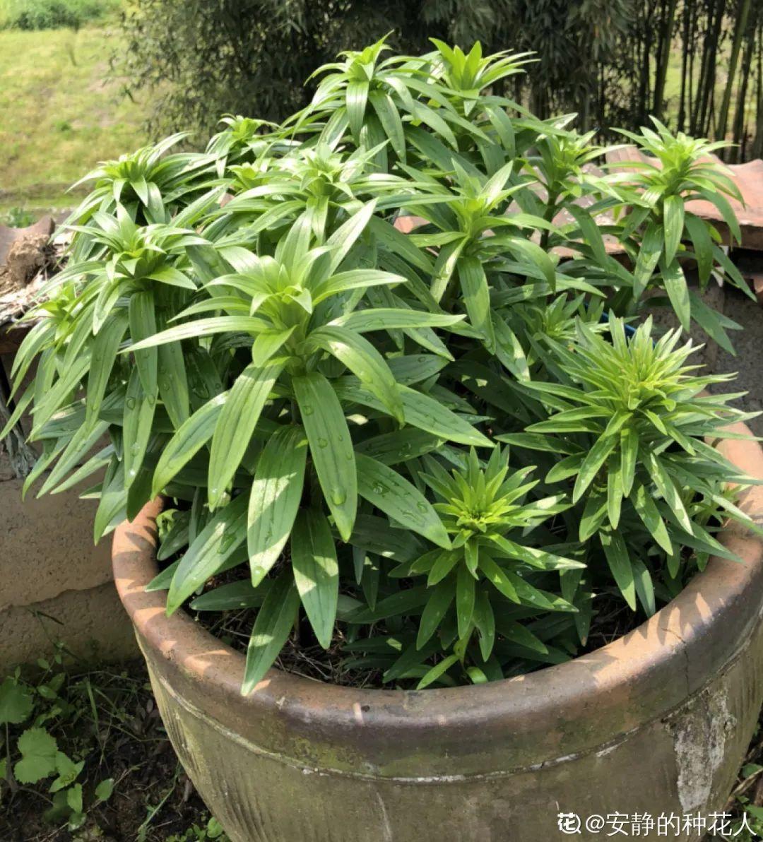 枯萎|9种花是富贵命,必须大盆养,小盆养会憋死