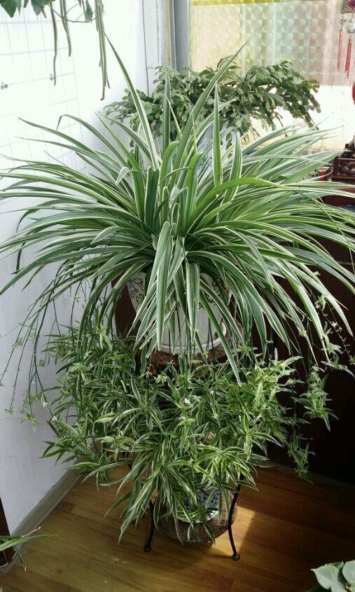 秋冬土里掺点它,君子兰,蟹爪兰,疯狂开花,叶子绿出油