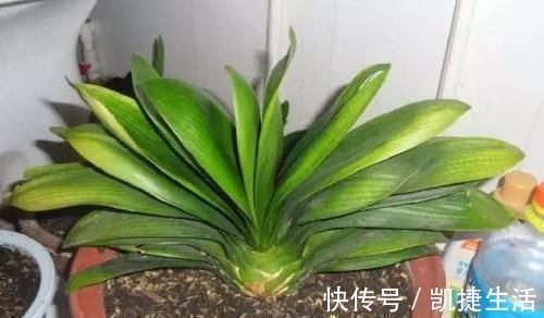 放电视|养君子兰,这“3个位置”,千万不能放,一放开花就难了,要注意