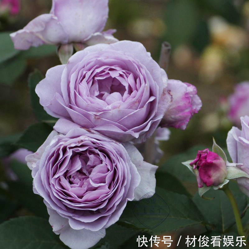 如果你的院子够大,趁早种上这爬藤花苗,来年庭院开成一片花海