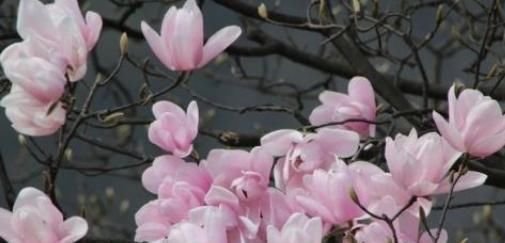 治疗|鼻炎患者眼中“最漂亮”的小花，和1种蛋同吃，只恨原来不知道！