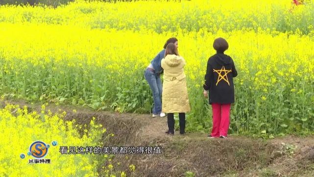 观赏|不用人挤人！免费观赏！广州300亩“金黄花”开满村，只持续2个月！