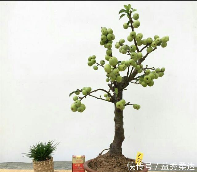 美观|冬红果被制作成盆景后,原来也可以这么美观