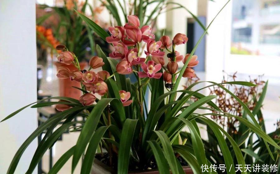 判断|何时才是浇花的最佳时机,可从三大方面,来加以判断