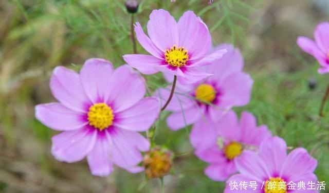 内心|内心强大的人,看什么都顺心和顺眼,希望你是