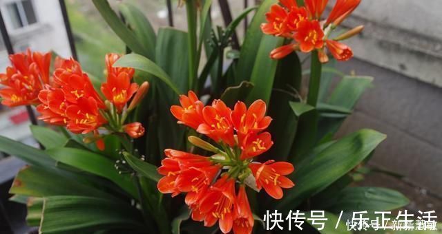 秋季|君子兰夏季“4怕”，避开就能根壮叶绿，秋季“猛”开花