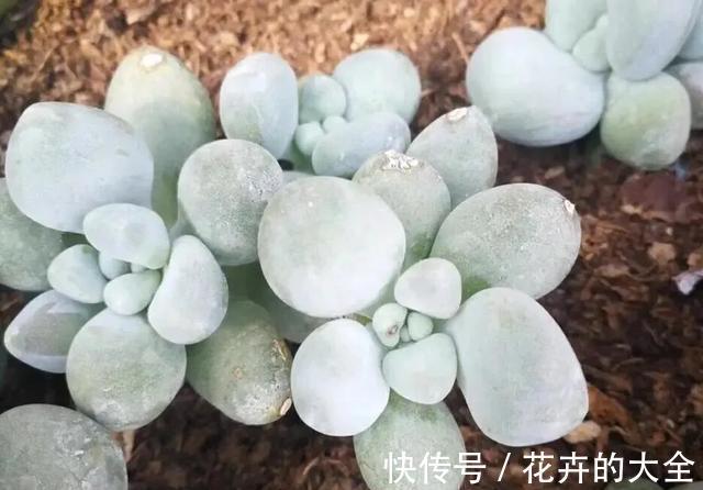 花友|多肉植物色彩斑斓之白色系多肉，祝各位花友百战百胜