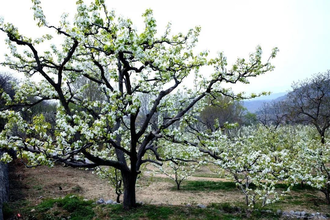 千树万树梨花开，东山梨园飘香