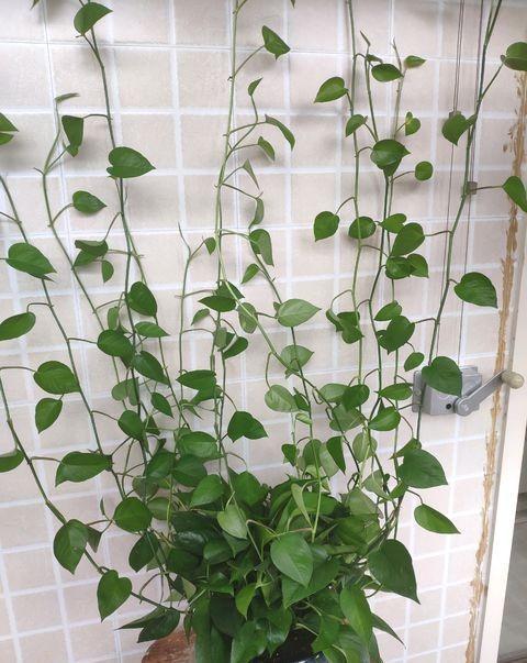 肥料|绿萝养不好，换个“浇水”方式，叶片绿的滴油，疯长不停