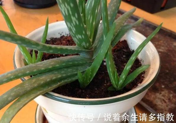 龙骨、郁金香盆栽，别搁在室内了，对身体有害！摆它们恰恰好！