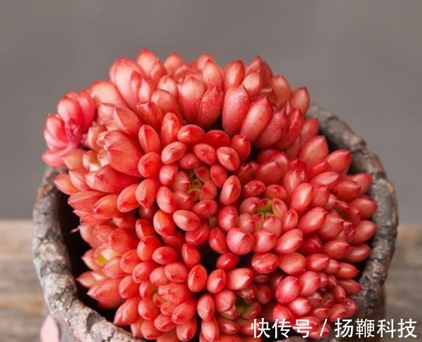 光照|夏天褪色的多肉红宝石,8月教你几个小技巧,养成红艳肉墩子