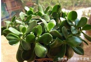 玉树|玉树不开花老花农教你这样养,叶片绿的发亮,花开爆盆!