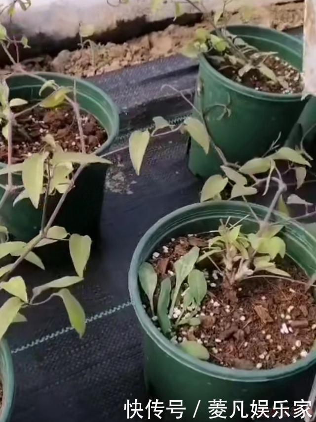 黄金搭档|花园三宝中,月季和铁线莲是黄金搭档,怎么配都美!