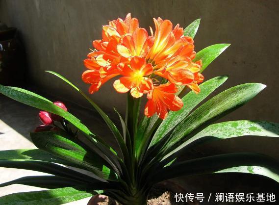 养君子兰、长寿花,盆里撒点“万能肥”,新芽猛长,呼呼开花!