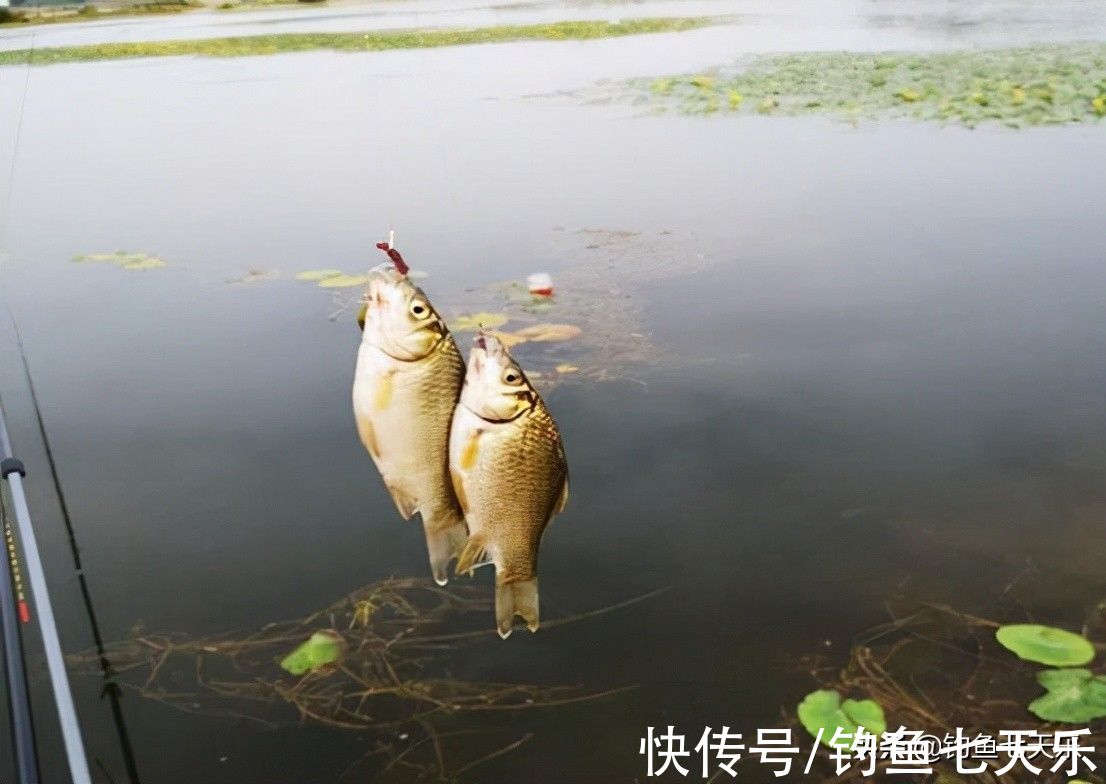 初冬温差大鱼难钓？掌握几个关键点，大小鲫鱼一块钓