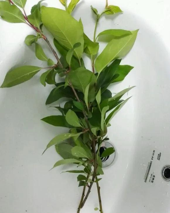 生根|天热了就插4种花，生根快长势好，一插一大盆