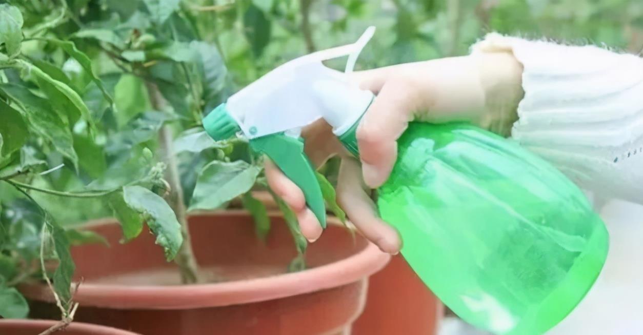 春日养花,常见这些“害虫”该怎么治疗?用它就不用喷药