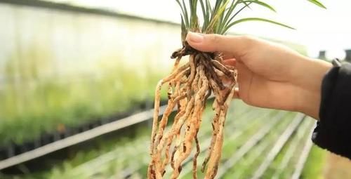 你觉得兰花怎么样？