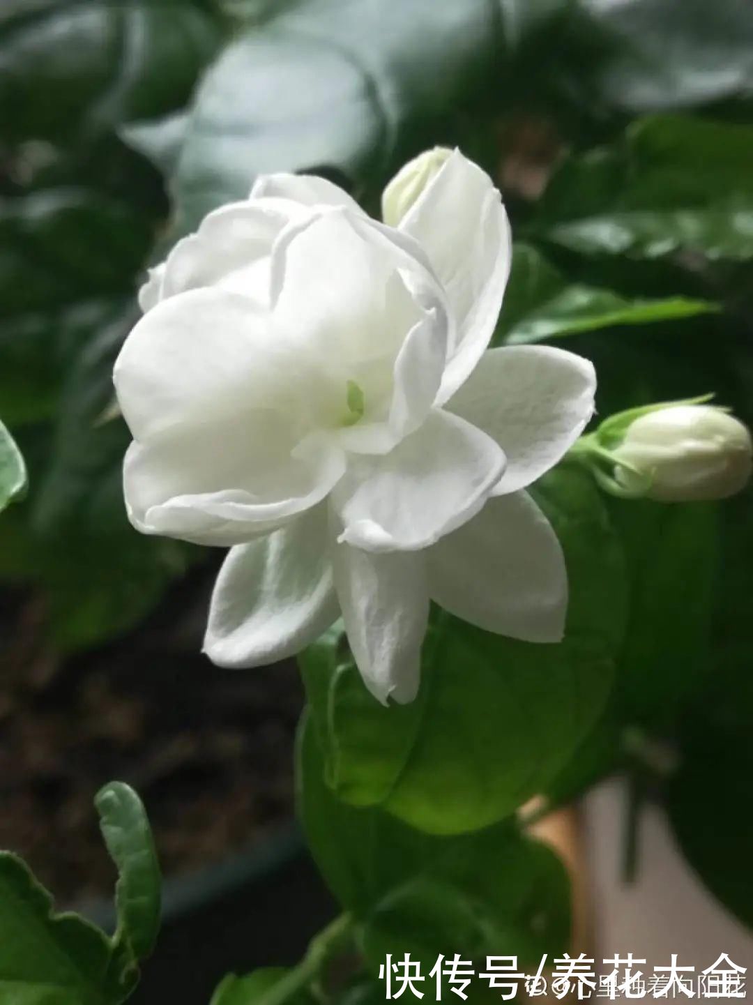 晒不死、热不死的花,越晒花越多,越热长越快