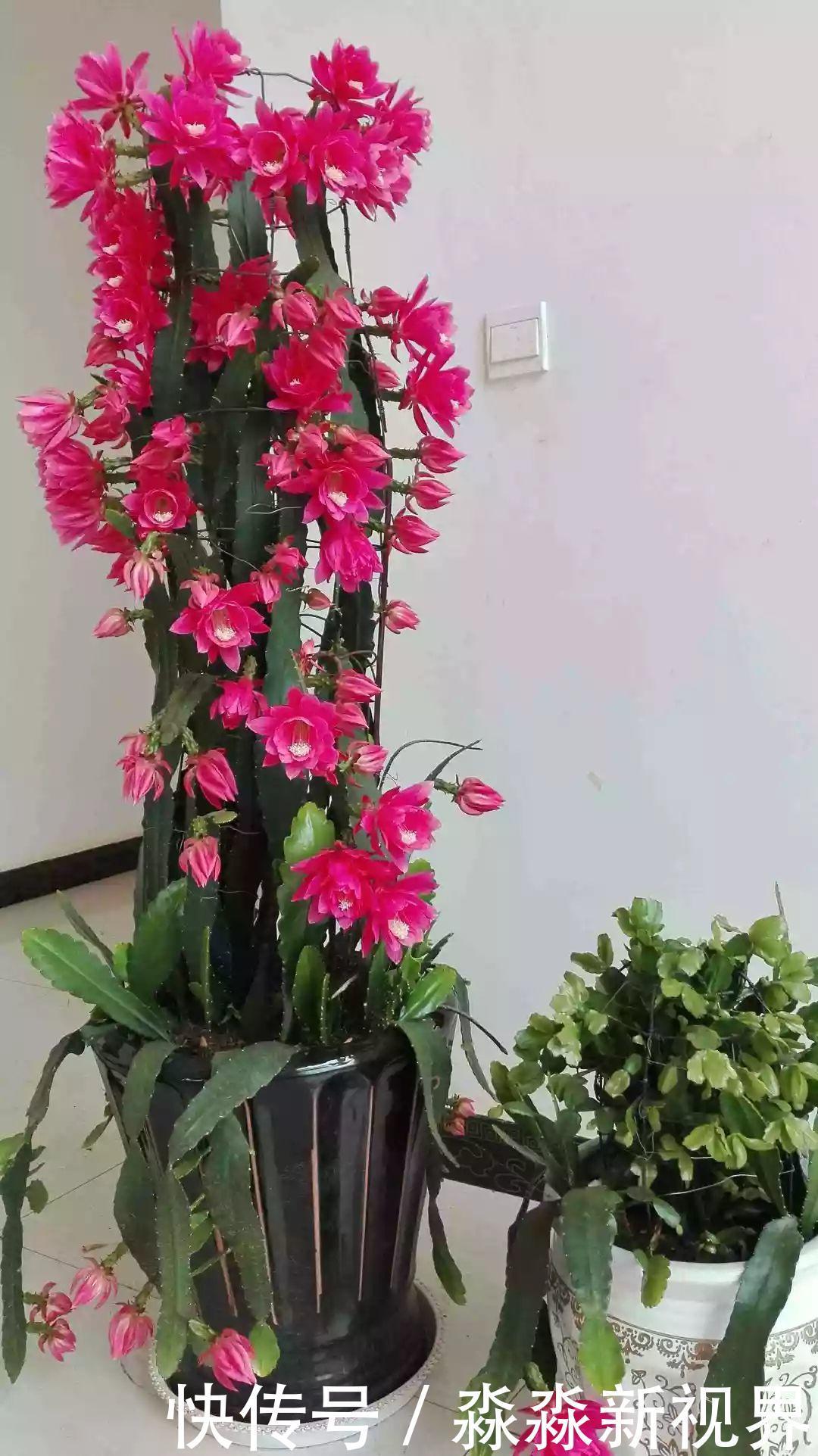 荷花|大爷养的“荷花”，窜的房顶高，垂下来变成花瀑布！