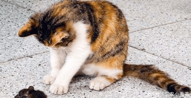 老猫|农村老人常说: 老猫十年, 老狗八年, 必定成精, 是什么意思?