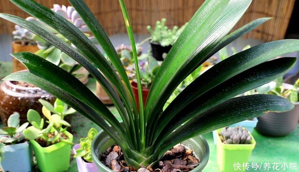 烂根|7、8月养君子兰，就怕做错4件事，容易造成烂根黄叶