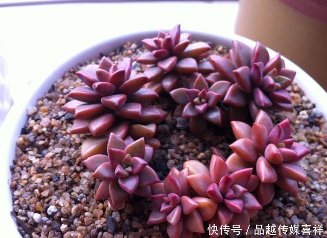 颜值|新手小白不要慌,这几款多肉好看好养又不贵