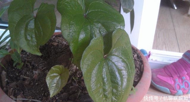 吃剩的山药头别丢,埋到阳台花盆里,观叶又能吃豆
