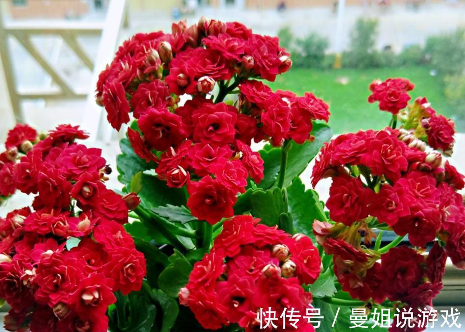 到了11月，养长寿花牢记这5点，盆栽花开一茬接一茬，又多又美