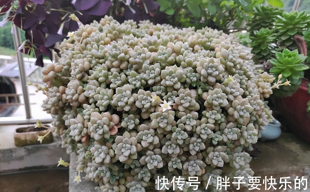 想在短时间内把多肉养成群生的老桩,就选6个品种,徒点没关系