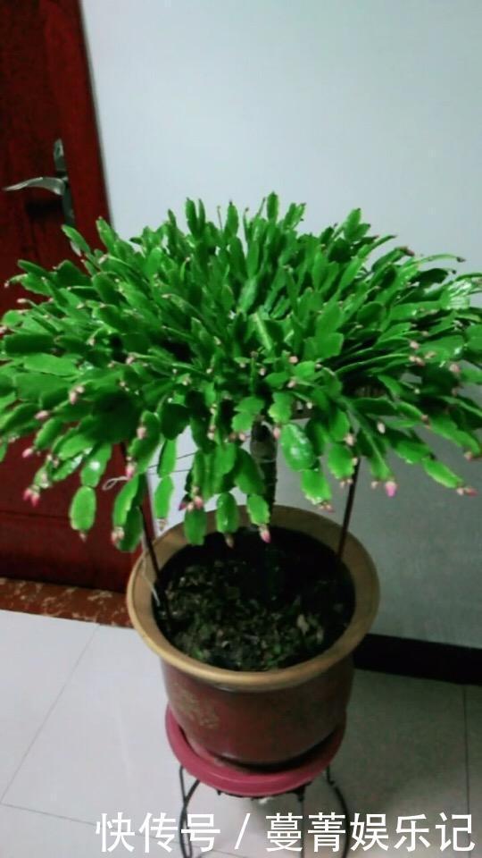 蟹爪兰叶子“软塌塌”?教你做3步,嗖嗖冒新叶,入冬花朵爆盆