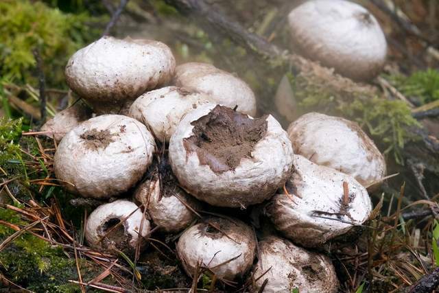 饮片新参|林间“马粪包”是个宝,能吃又可入药,看看到底有何价值