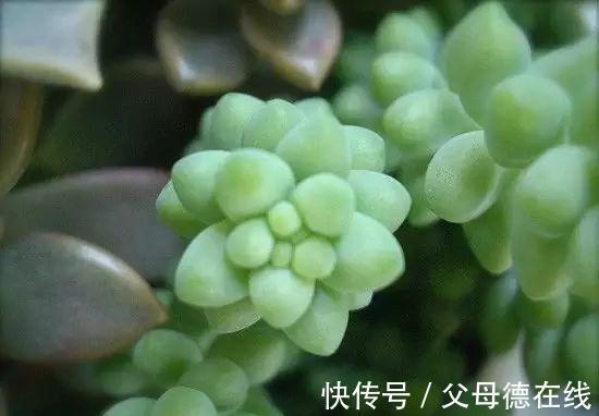 新老肉友遇到过的最多的问题都在这儿了