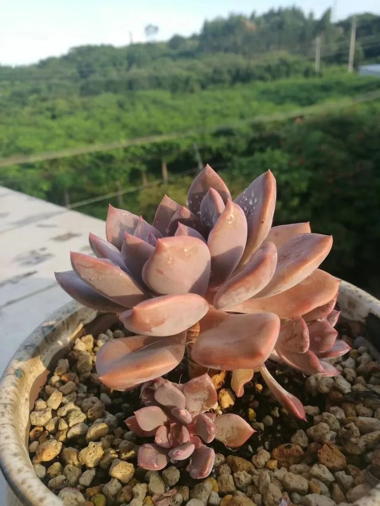 黛比|佛系养肉人生活明朗，多肉可爱，唯适者生存！