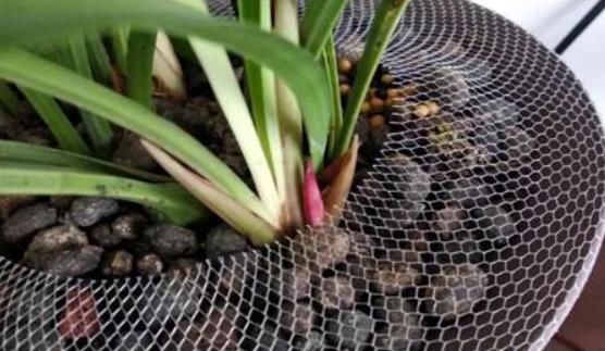 常见的“5粒小丸子”，倒一点在盆里，花卉都喜欢，疯狂长爆盆