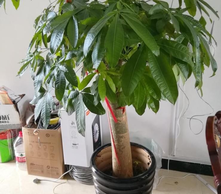 光合作用|养花提示:掌握3个技巧,盆栽金钱树、发财树枝叶绿得冒油