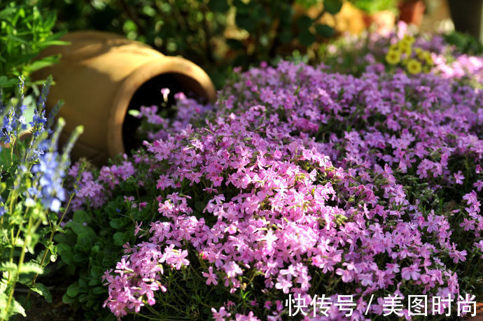 花园|为建花园,不顾反对买了一楼带院子,3年的亲手布置朋友都羡慕了