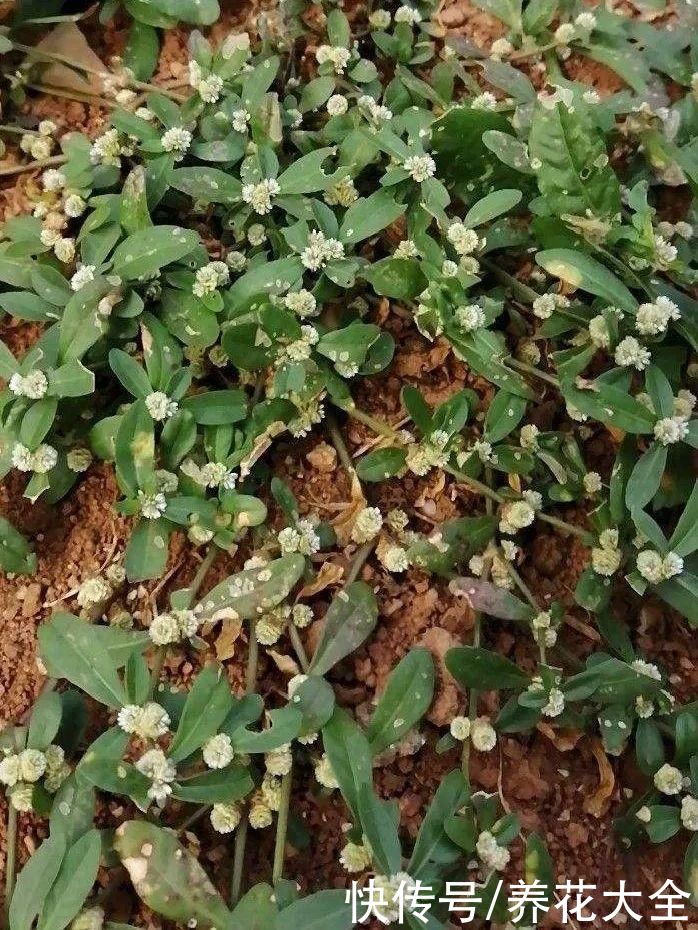 院子长出9种草，看到就铲除，留着就是大祸害