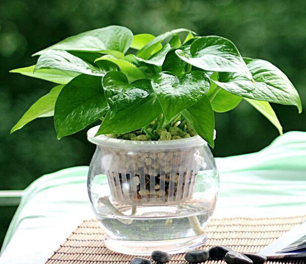 水培绿萝,叶子又厚又绿,根白的喜人,因为水里加了它