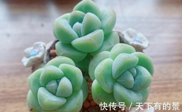 把多肉养绿很容易,但是能绿得这么漂亮的真是太难了,太喜欢了