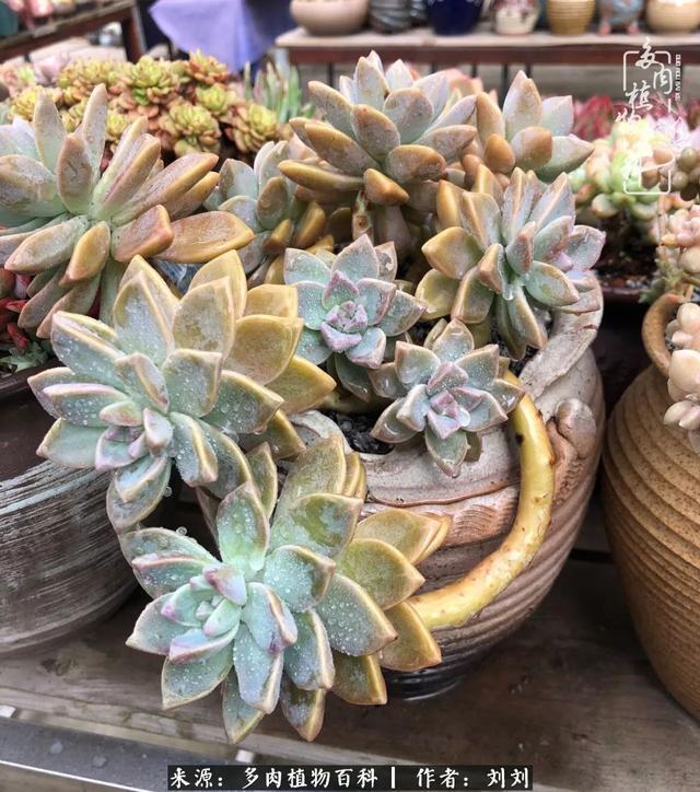 爱多肉，爱生活，我们是一群快乐的养肉人！