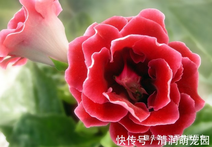 此花颜色艳丽,花枝妖娆美的像是一幅画,寓意着欲望和美丽