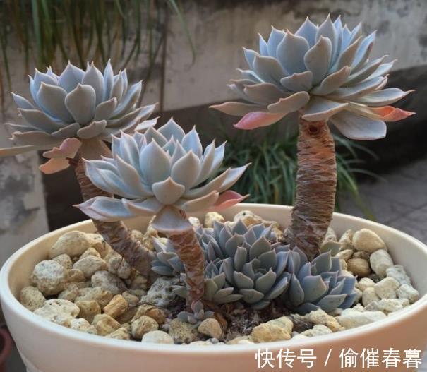 多肉植物|3款高颜值多肉,长势旺易爆头,养成群生小老桩,价值翻倍