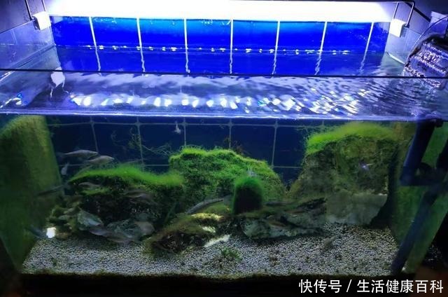 为什么很多鱼缸水泵会有杂音,什么水泵的声音最小