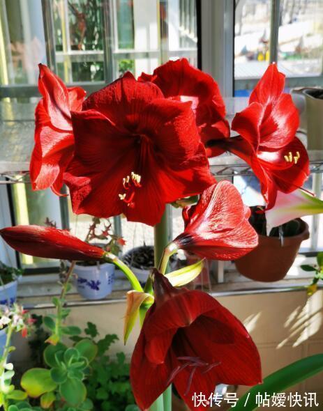 光照|春天养这花,花大如碗,独特漂亮,开完后,简单处理后 能再开花