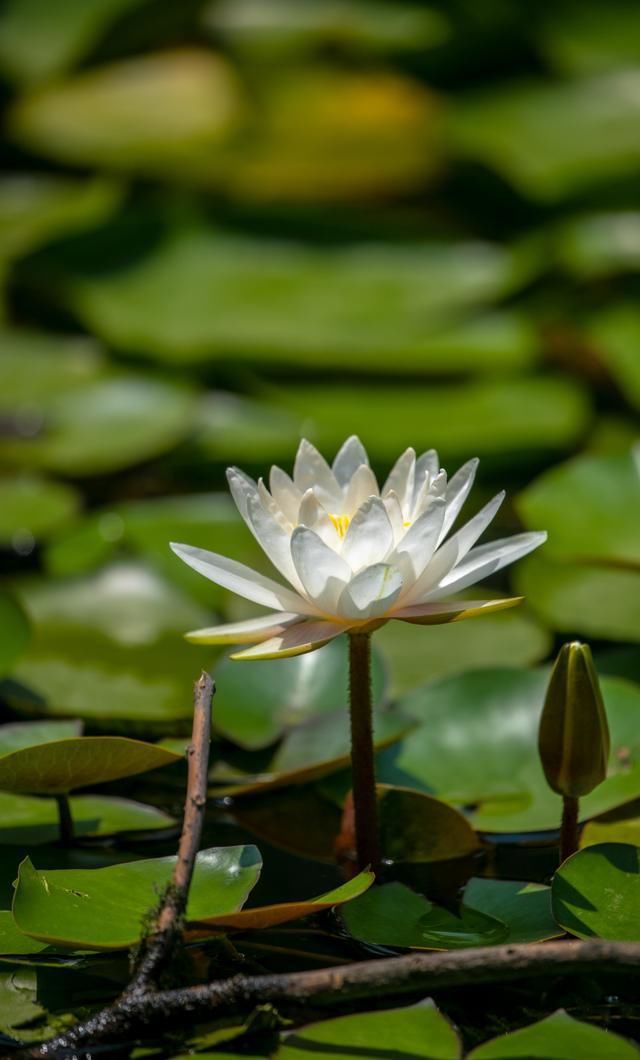 睡莲花开美如画|人少免费!济南有处隐秘的公园，睡莲花开美如画，抽空赶紧来~