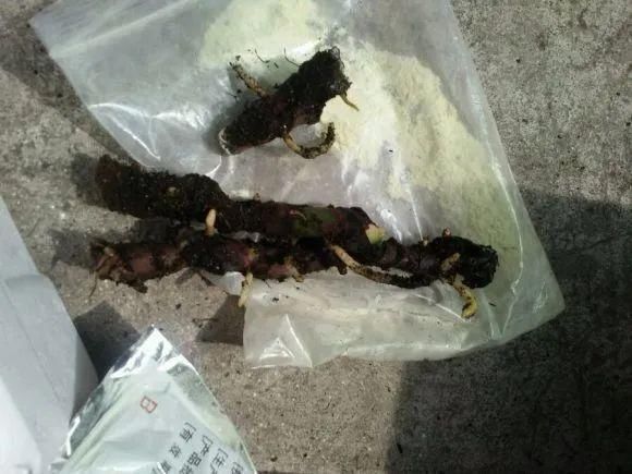 虎皮兰,红掌,吊兰养成老桩,变成大树,真壮观